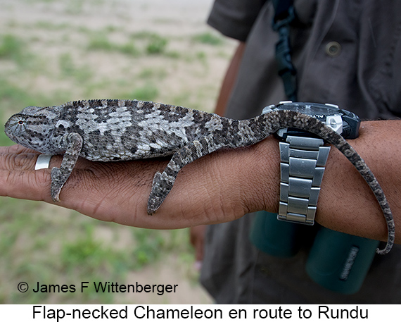 Flap-necked Chameleon - © James F Wittenberger and Exotic Birding LLC Flap-necked Chameleon - © James F Wittenberger and Exotic Birding LLC