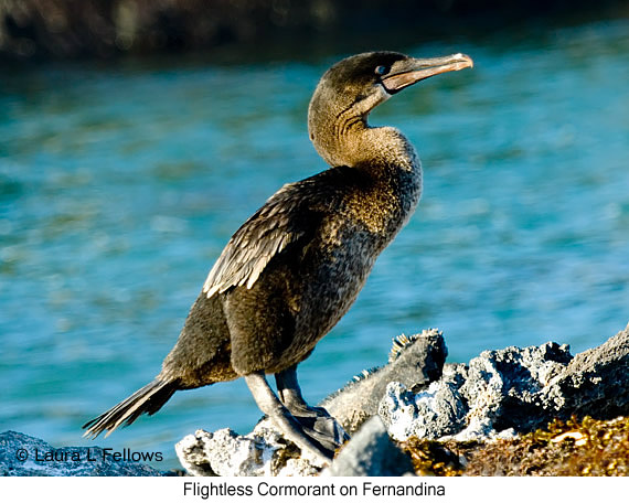 Flightless Cormorant - © The Photographer and Exotic Birding LLC
