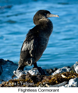 Flightless Cormorant - © Laura L Fellows and Exotic Birding LLC