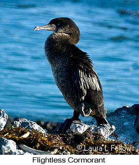 Flightless Cormorant - © Laura L Fellows and Exotic Birding LLC