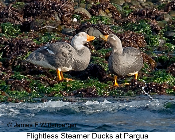 Flightless Steamer-Duck - © James F Wittenberger and Exotic Birding LLC Flightless Steamer-Duck - © James F Wittenberger and Exotic Birding LLC