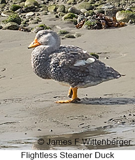 Flightless Steamer-Duck - © James F Wittenberger and Exotic Birding LLC Flightless Steamer-Duck - © James F Wittenberger and Exotic Birding LLC