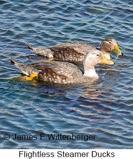 Flightless Steamer-Duck - © James F Wittenberger and Exotic Birding LLC Flightless Steamer-Duck - © James F Wittenberger and Exotic Birding LLC