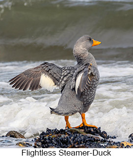 Flightless Steamer-Duck  - Courtesy Argentina Wildlife Expeditions