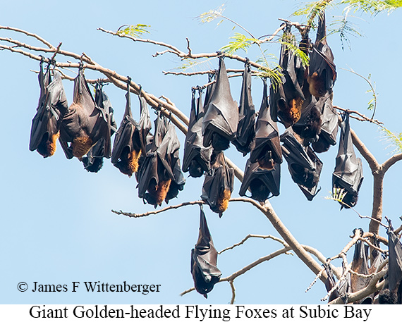 Flying Foxes - © James F Wittenberger and Exotic Birding LLC Flying Foxes - © James F Wittenberger and Exotic Birding LLC