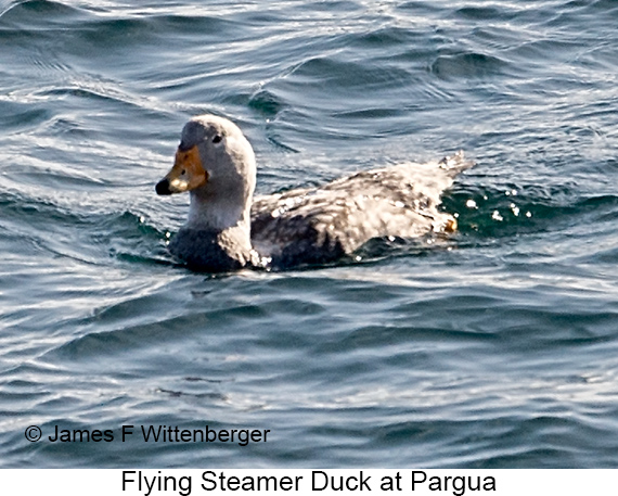 Flying Steamer-Duck - © James F Wittenberger and Exotic Birding LLC Flying Steamer-Duck - © James F Wittenberger and Exotic Birding LLC