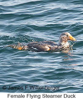 Female Flying Steamer-Duck - &copy; James F Wittenberger and Exotic Birding LLC