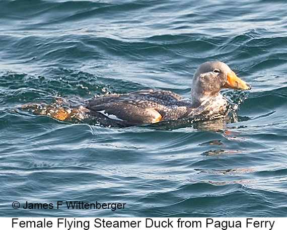 Female Flying Steamer-Duck - © James F Wittenberger and Exotic Birding LLC Female Flying Steamer-Duck - © James F Wittenberger and Exotic Birding LLC