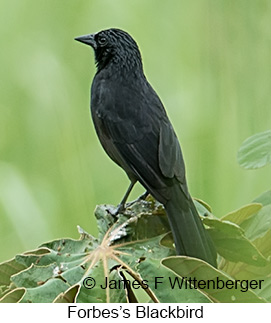 Forbes's Blackbird - © James F Wittenberger and Exotic Birding LLC