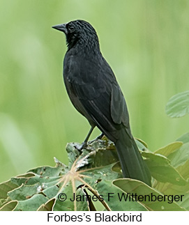 Forbes's Blackbird - © James F Wittenberger and Exotic Birding LLC Forbes's Blackbird - © James F Wittenberger and Exotic Birding LLC