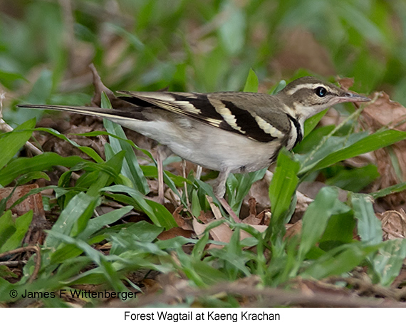 Forest Wagtail - © James F Wittenberger and Exotic Birding LLC