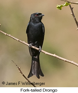 Fork-tailed Drongo - © James F Wittenberger and Exotic Birding LLC Fork-tailed Drongo - © James F Wittenberger and Exotic Birding LLC