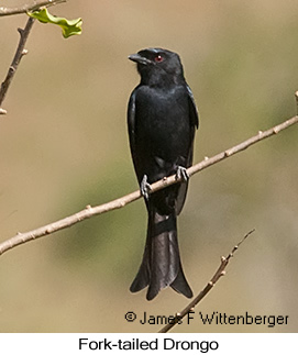 Fork-tailed Drongo - © James F Wittenberger and Exotic Birding LLC Fork-tailed Drongo - © James F Wittenberger and Exotic Birding LLC