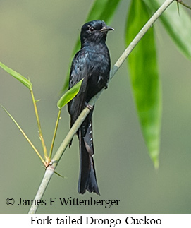 Fork-tailed Drongo-Cuckoo - © James F Wittenberger and Exotic Birding LLC