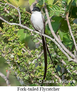 Fork-tailed Flycatcher - © Laura L Fellows and Exotic Birding LLC Fork-tailed Flycatcher - © Laura L Fellows and Exotic Birding LLC