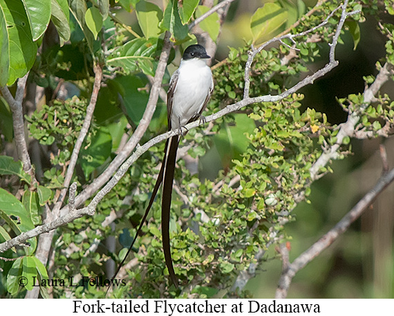 Fork-tailed Flycatcher - © Laura L Fellows and Exotic Birding LLC