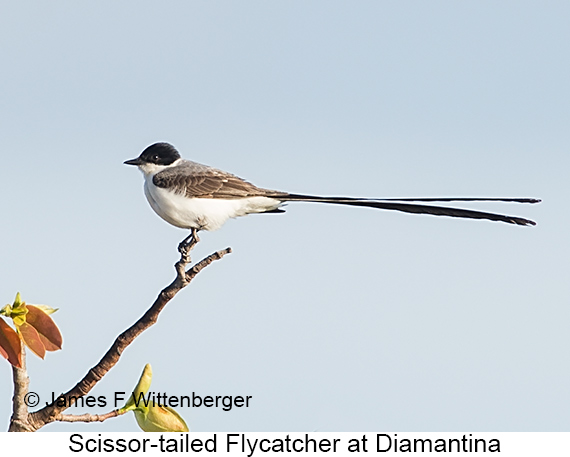 Fork-tailed Flycatcher - © James F Wittenberger and Exotic Birding LLC