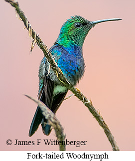 Fork-tailed Woodnymph - © James F Wittenberger and Exotic Birding LLC