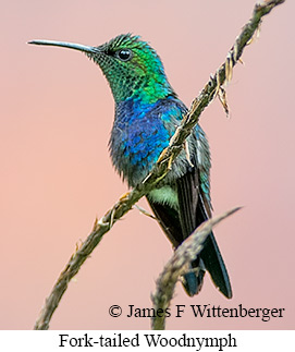 Fork-tailed Woodnymph - © James F Wittenberger and Exotic Birding LLC