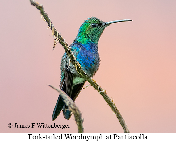Fork-tailed Woodnymph - © James F Wittenberger and Exotic Birding LLC