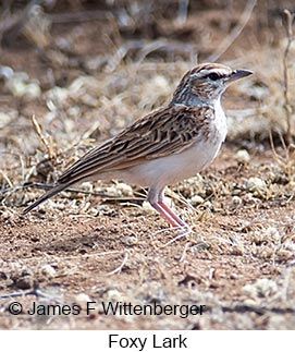 Foxy Lark - © James F Wittenberger and Exotic Birding LLC