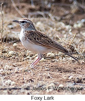 Foxy Lark - © James F Wittenberger and Exotic Birding LLC