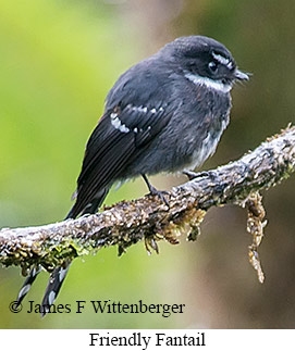 Friendly Fantail - © James F Wittenberger and Exotic Birding LLC