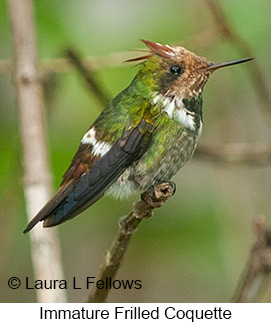 Frilled Coquette - © Laura L Fellows and Exotic Birding LLC