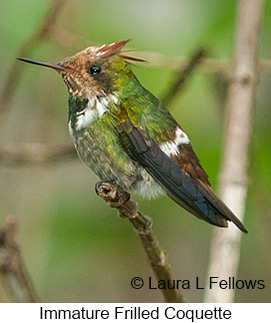 Frilled Coquette - © Laura L Fellows and Exotic Birding LLC