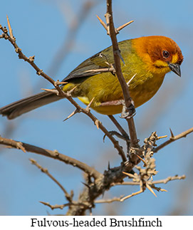 Fulvous-headed Brushfinch - courtesy Cesar Bollatty
