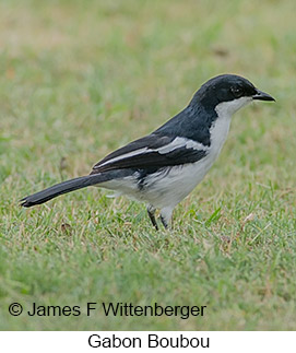 Gabon Boubou - © James F Wittenberger and Exotic Birding LLC