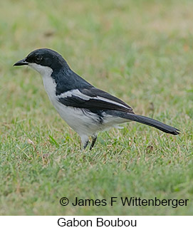 Gabon Boubou - © James F Wittenberger and Exotic Birding LLC