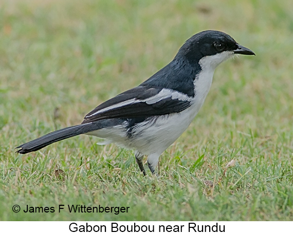 Gabon Boubou - © James F Wittenberger and Exotic Birding LLC