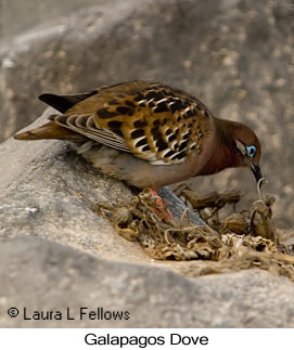 Galapagos Dove - © Laura L Fellows and Exotic Birding LLC