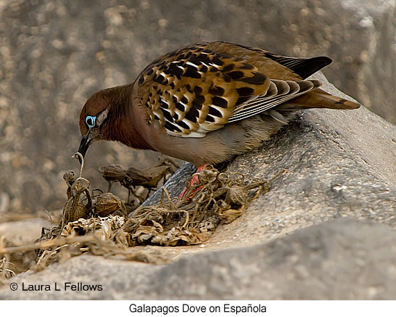 Galapagos Dove - © Laura L Fellows and Exotic Birding LLC