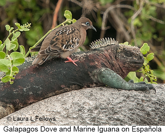 Galapagos Dove - © James F Wittenberger and Exotic Birding LLC