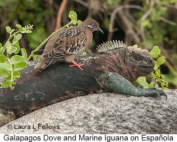 Galapagos Dove - © James F Wittenberger and Exotic Birding LLC Galapagos Dove - © James F Wittenberger and Exotic Birding LLC
