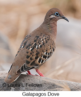 Galapagos Dove - © Laura L Fellows and Exotic Birding LLC Galapagos Dove - © Laura L Fellows and Exotic Birding LLC