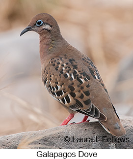 Galapagos Dove - © Laura L Fellows and Exotic Birding LLC