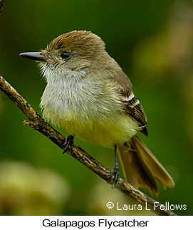 Galapagos Flycatcher - © Laura L Fellows and Exotic Birding LLC