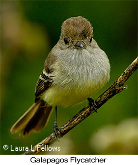 Galapagos Flycatcher - © Laura L Fellows and Exotic Birding LLC