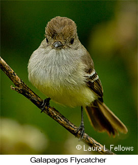 Galapagos Flycatcher - &copy; Laura L Fellows and Exotic Birding Tours