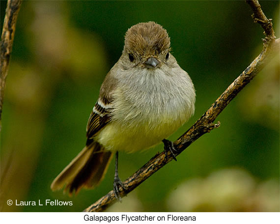 Galapagos Flycatcher - © Laura L Fellows and Exotic Birding LLC