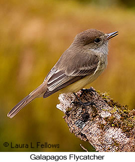 Galapagos Flycatcher - © Laura L Fellows and Exotic Birding LLC