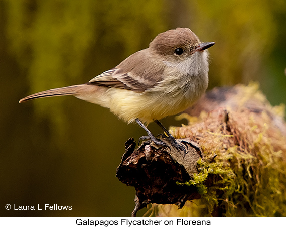 Galapagos Flycatcher - © James F Wittenberger and Exotic Birding LLC