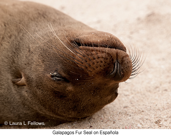 Galapagos Fur Seal - © James F Wittenberger and Exotic Birding LLC