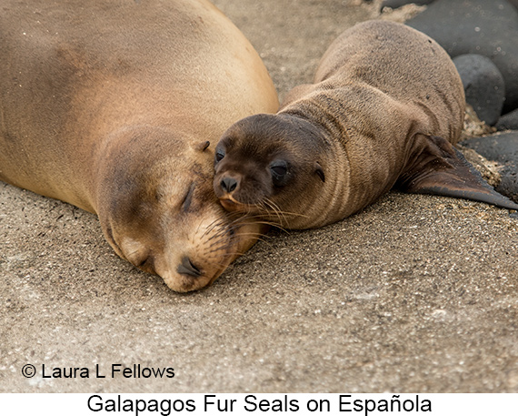 Galapagos Fur Seal - © The Photographer and Exotic Birding LLC