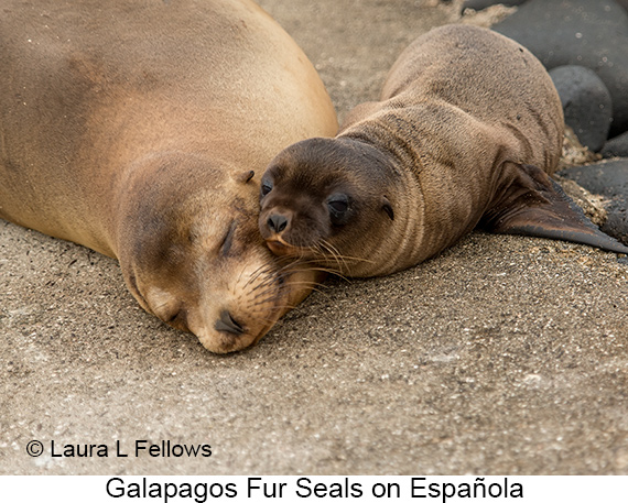 Galapagos Fur Seal - © James F Wittenberger and Exotic Birding LLC