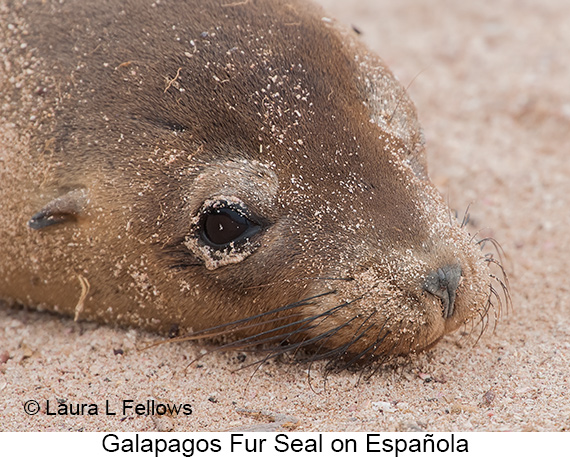 Galapagos Fur Seal - © James F Wittenberger and Exotic Birding LLC