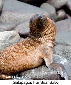 Galapagos Fur Seal - © Laura L Fellows and Exotic Birding LLC